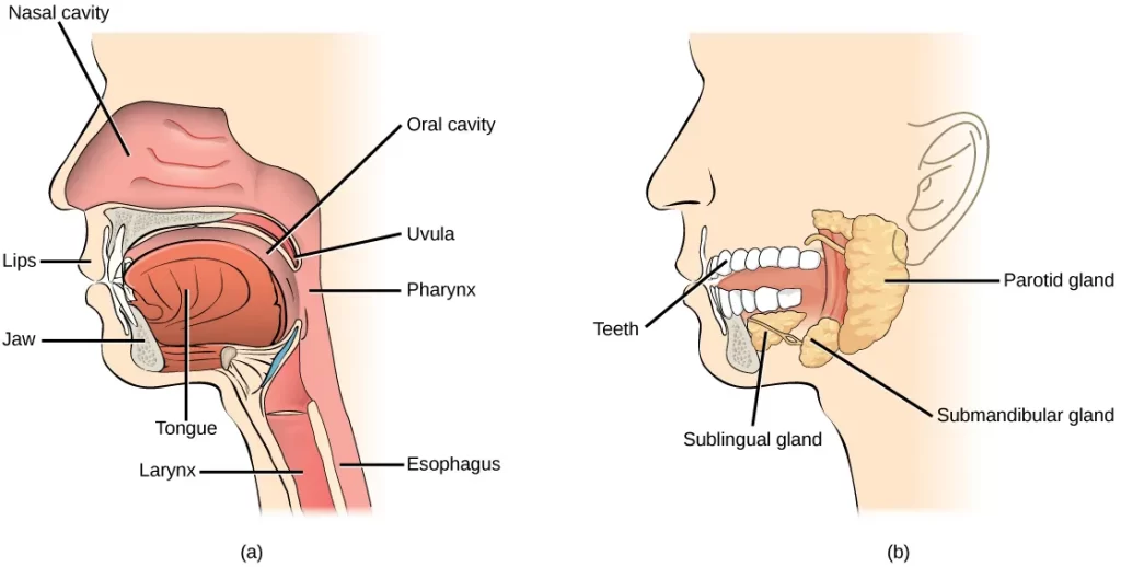 Dental pain